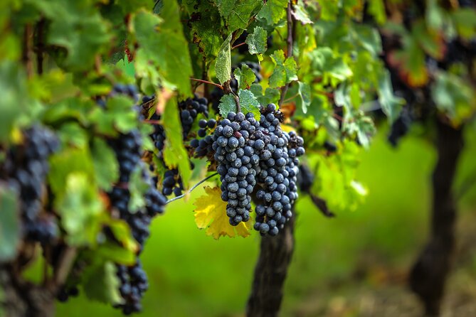 Médoc Region Half-Day Wine Tour with Winery Visit & Tastings from Bordeaux - Leaving Bordeaux for the Médoc: the half-day rhythm