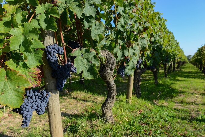 Medoc Region Wine Day Trip with Vineyard Visits & Tastings from Bordeaux - Stop 2 in Pauillac or St. Estèphe: Comparing Styles in the Afternoon