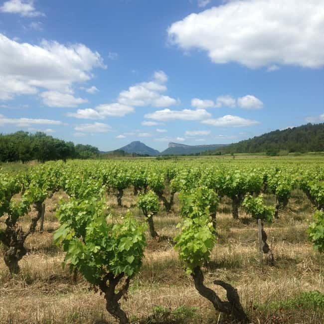 Montpellier: Pic Saint-Loup Wine Tour - Second winery opportunity: more tasting depth on most days