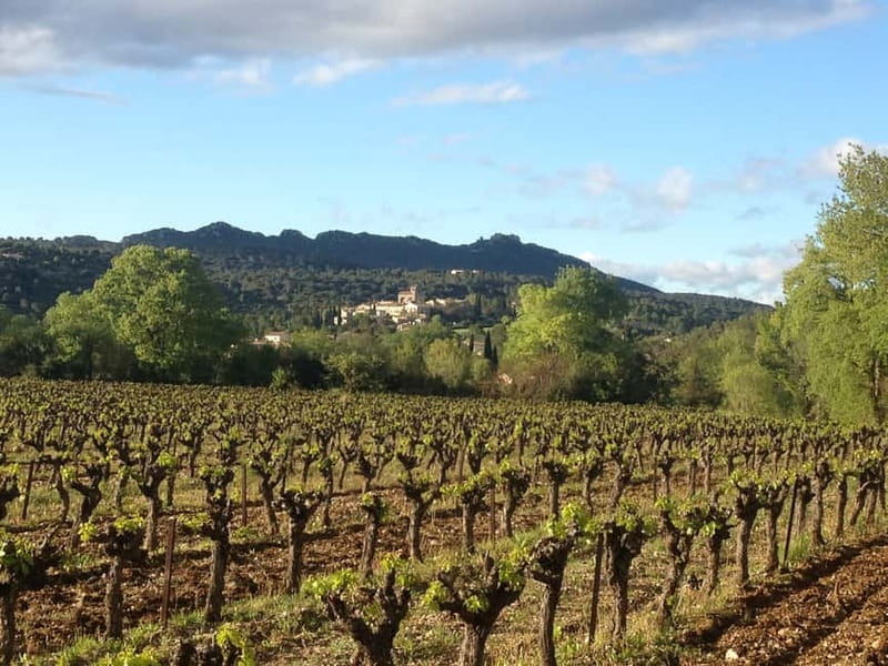 Montpellier: Pic Saint-Loup Wine Tour - Who this tour suits best (and who might want a different option)
