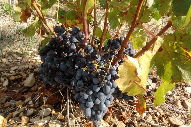 Morning Wine Tour to Chateauneuf du Pape from Avignon - The Rhône Valley Views and the Vineyard Walk Time