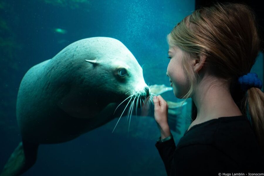 Nausicaá National Sea Center: Full-Day Entry Ticket - Tickets, date choice, and the one thing you should double-check
