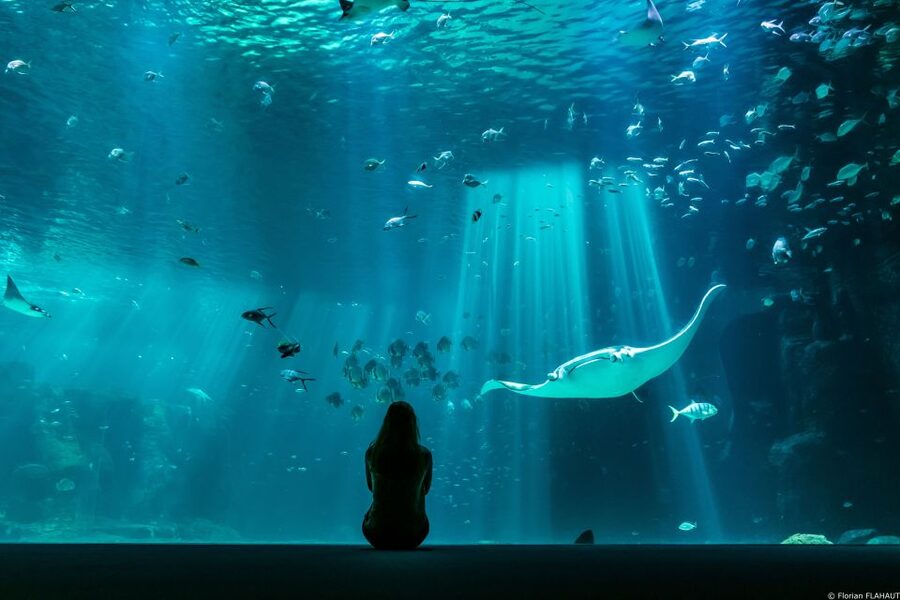 Nausicaá National Sea Center: Full-Day Entry Ticket - Audioguides and the visitor app: self-guided, but not on your own