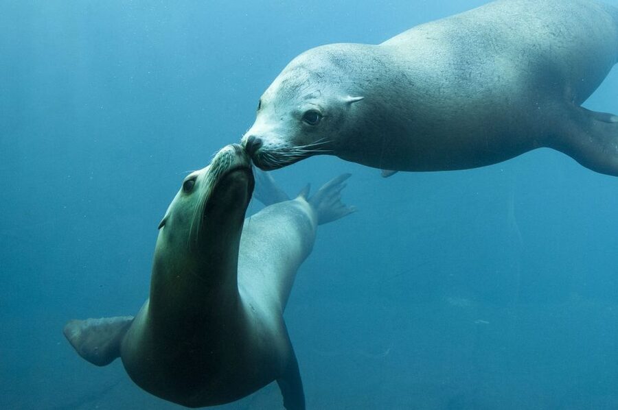Nausicaá National Sea Center: Full-Day Entry Ticket - How long you need: 4.5 hours, or more if you want it