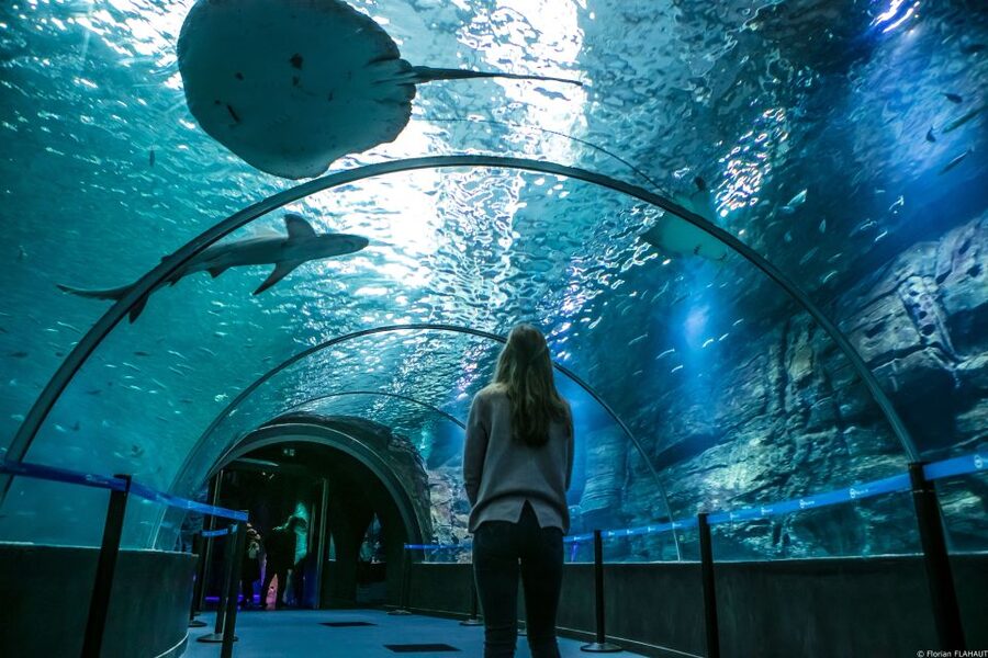 Nausicaá National Sea Center: Full-Day Entry Ticket - Price and value: what $35 buys you in real terms