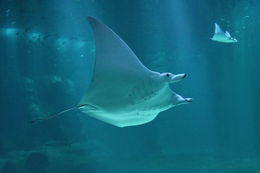 Nausicaá National Sea Center: Full-Day Entry Ticket - The 70 aquariums and those big window moments