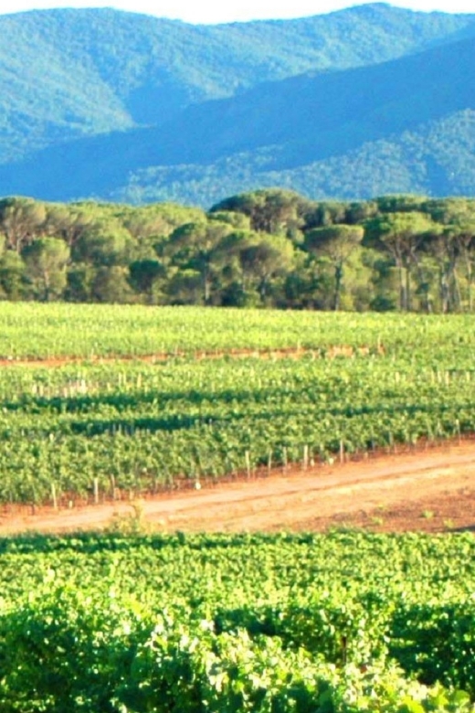 Nice: Full-Day Côtes de Provence Wine Tour - Lunch in a Provençal village: eat like a local, not like a schedule