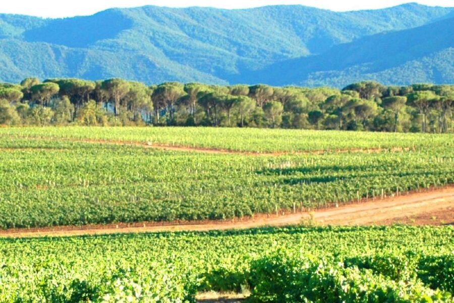 Nice: Full-Day Côtes de Provence Wine Tour - Afternoon winery and the Cru classé moment