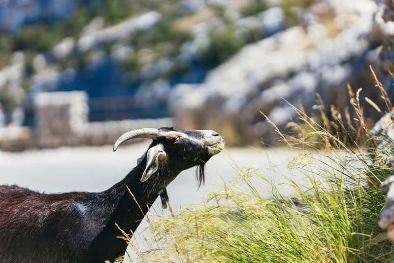 Nice: Gorges of Verdon and Fields of Lavender Tour - Group size, private options, and who this tour fits best