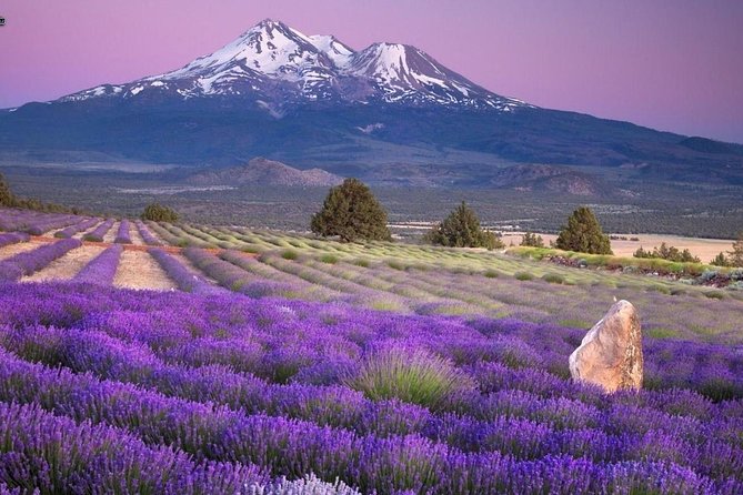 Nice: Gorges of Verdon and Fields of Lavender Tour - Lac de Sainte-Croix: the clear-water Provence break between mountains