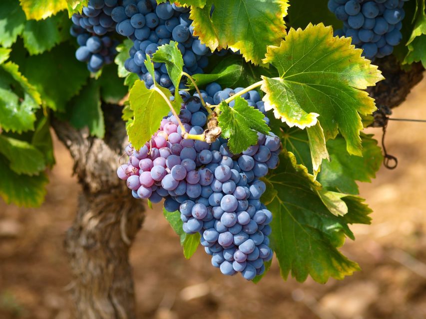 Nice: Half-Day Saint Paul de Vence and Wine Tasting Tour - What’s Included, What Isn’t, and What to Bring