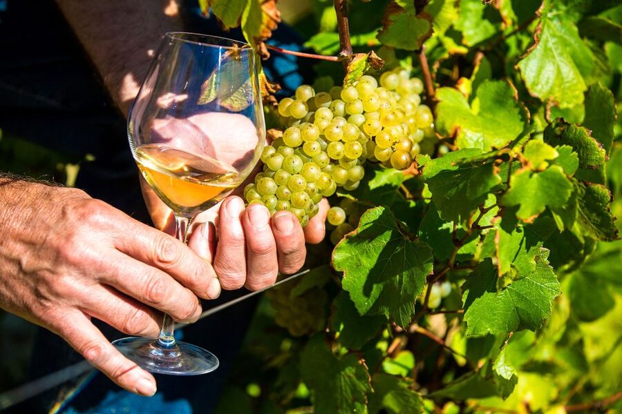 Nice: Provence Village Tour with Wine and Produce Tasting - Opio To A Rare 15th-Century Oil Mill For Olive Oil Tasting