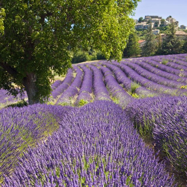 Nice: The Gorges du Verdon and Ste Croix Lake Full-Day Tour - Lavender fields: best timing, best expectations, and how to photograph it