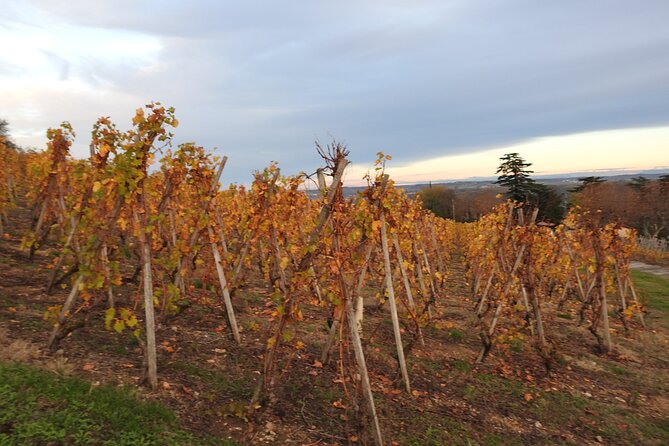 Northern Rhône Valley From Lyon Full day - Value Check for $192.36: When This Price Makes Sense