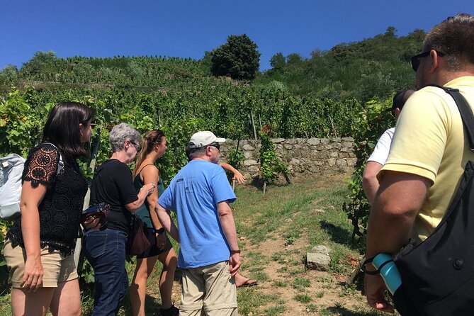 Northern Rhône Valley Wine tour from Lyon Half Day - Key Highlights to Expect