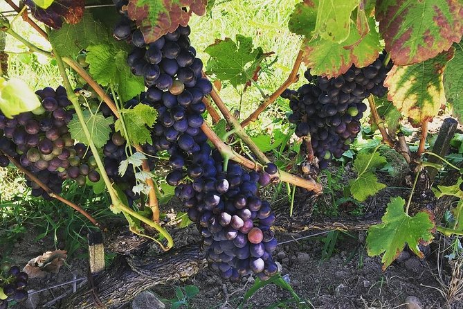 Northern Rhône Valley Wine tour from Lyon Half Day - Ampuis Vineyard Time, Côte-Rôtie’s Most Famous Hills