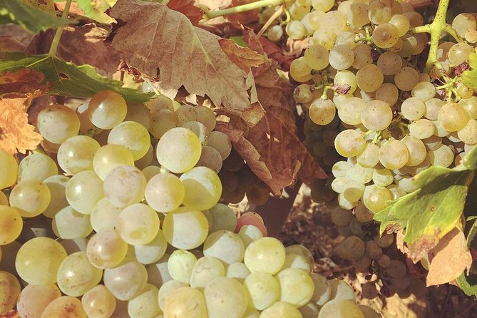 Northern Rhône Valley Wine tour from Lyon Half Day - Stop One and Stop Two, How Producers Get You Thinking Differently