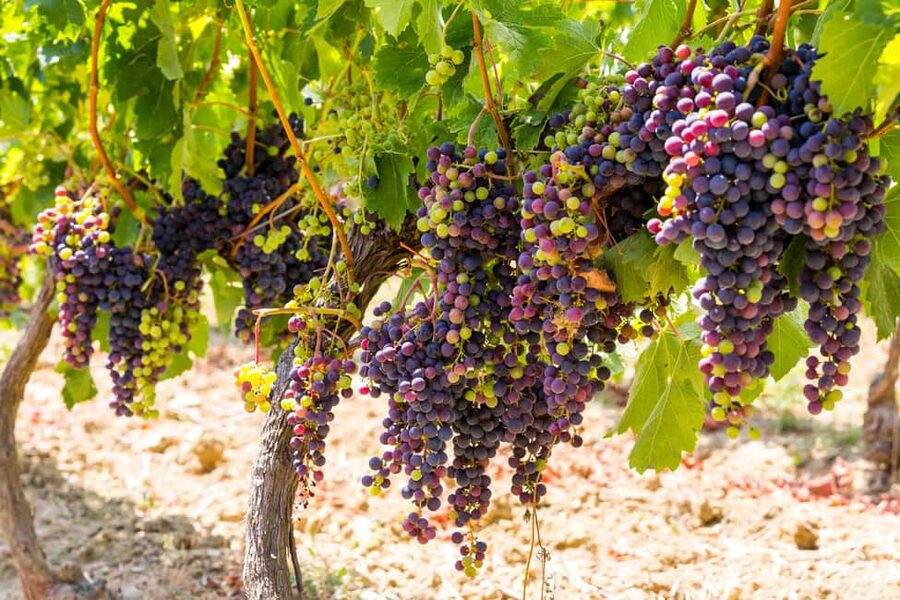 Organic Wine Tasting with Saint paul Half Day Tour from Nice - Organic Wine Tasting in Saint-Jeannet: Six Wines, Clear Structure