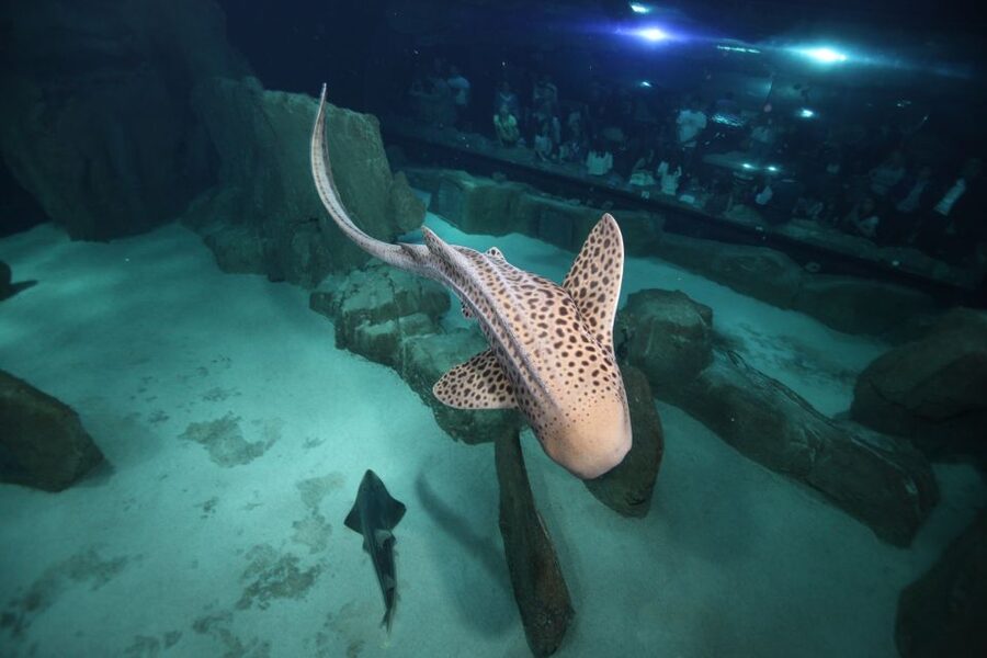 Paris: Aquarium de Paris Entrance Ticket - Price and value: what $25 buys you, and when it feels pricey