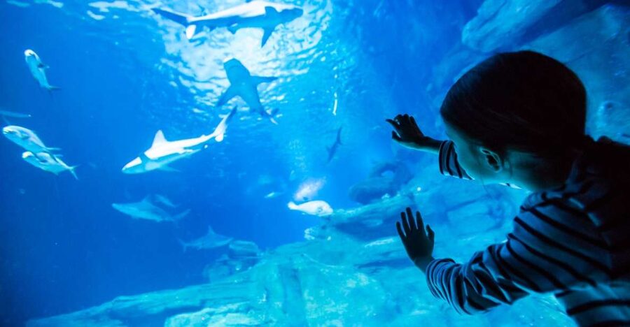 Paris: Aquarium de Paris Entrance Ticket - The shark tunnel: where the aquarium really turns into a show