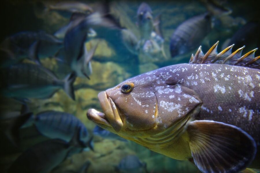 Paris: Aquarium de Paris Entrance Ticket - Touch pool reality check: fun for you, gentle rules for the animals