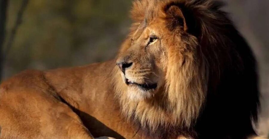 Paris: Paris Zoological Park Entrance Ticket - Key things to know before you go