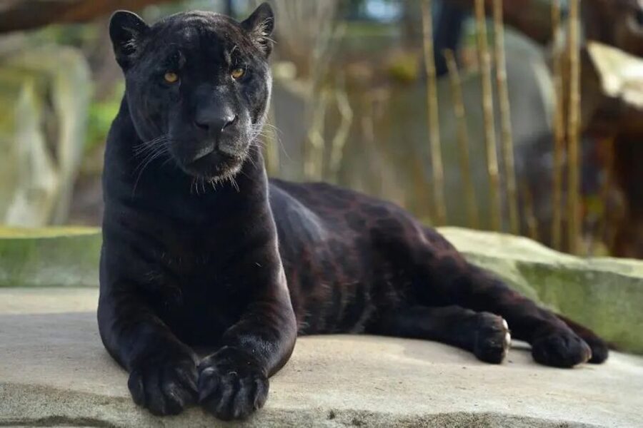 Paris: Paris Zoological Park Entrance Ticket - Price, tickets, and timing so you do not feel rushed