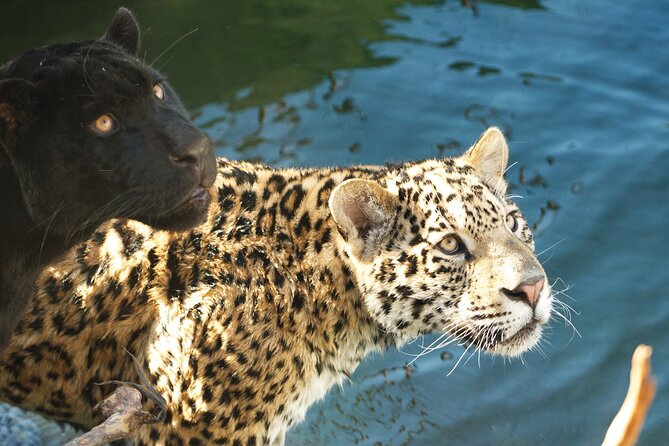 Parrot World Immersive Wildlife Park Entry Ticket next to Paris - Key Things To Know Before You Go