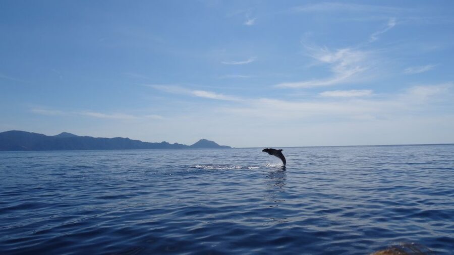 Porto: Half-Day Cruise Scandola Reserve & Calanche de Piana - Key Things That Make This Cruise Worth It