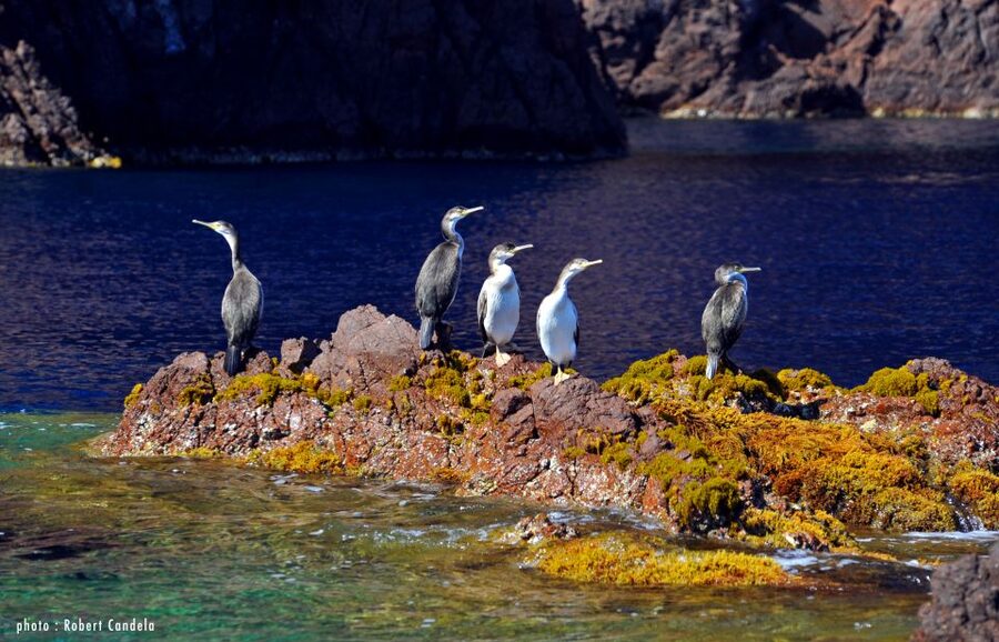 Porto: Half-Day Cruise Scandola Reserve & Calanche de Piana - Entering the UNESCO Scandola Nature Reserve by Sea