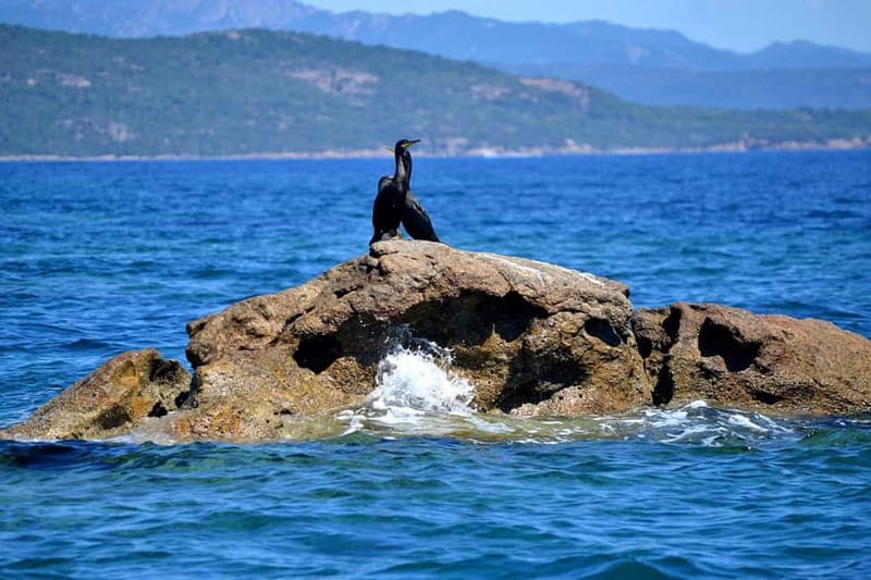 Porto-Vecchio : Boat Trip to Lavezzi, Caves & Bonifacio - Afternoon Lavezzi Islands swim, protected nature and clear-water fun
