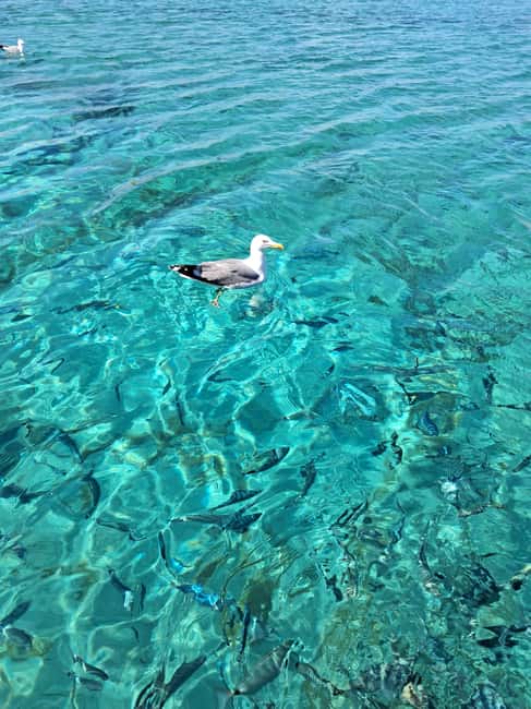 Porto-Vecchio : Discover Nature Through the Lavezzi Islands - The return cruise along Porto-Vecchio’s southern coast