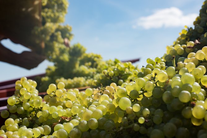 Private excursion to Côte de Beaune and Côte de Nuits (full day) - First Estate Visit: Two Hours of Tasting in Context