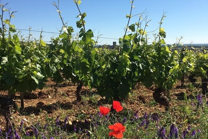 Private Wine Tasting Tour - Burgundy Uncorked!! - Key highlights worth your attention