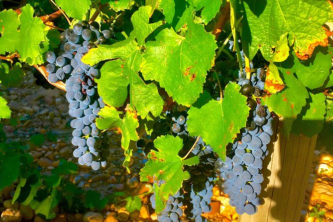 Provence Cru Wine Small-Group Half-Day Tour from Avignon - Expert guides: what the best afternoons have in common
