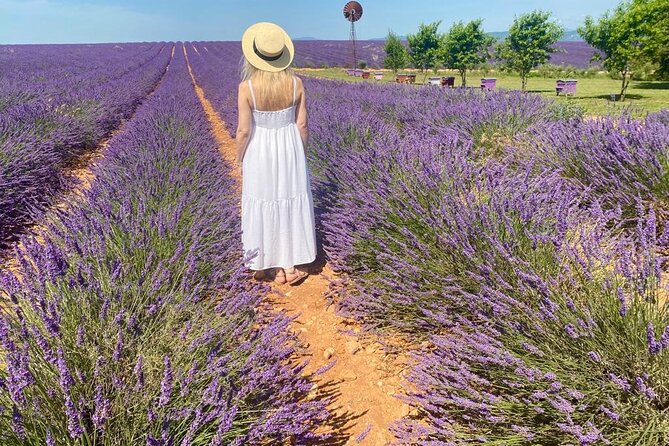 Provence Lavender Fields Tour from Aix-en-Provence - Valensole vs Sault: the dates that shape everything