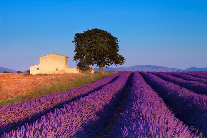 Provence Lavender Fields Tour from Aix-en-Provence - The later-season route: Sault, Plateau des Claparèdes, and Gordes
