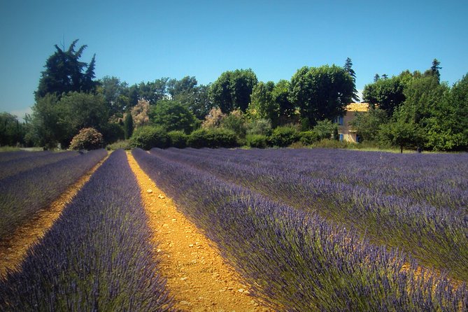 Provence Lavender Fields Tour from Aix-en-Provence - Producer stops, shopping, and what to expect from lavender products