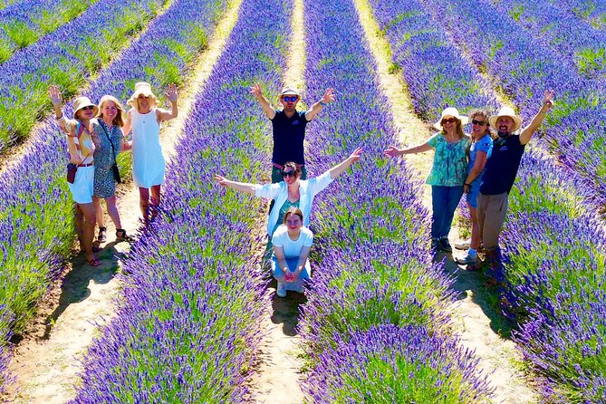 Provence Lavender Fields Tour from Aix-en-Provence - The easiest way to reach lavender fields from Aix-en-Provence