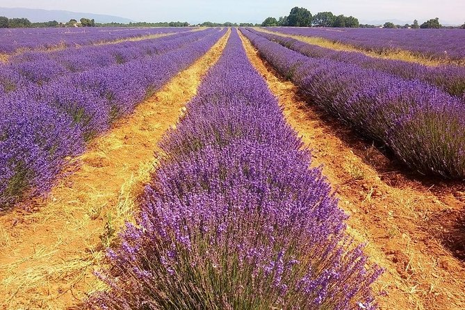 Provence Lavender Full Day Tour from Avignon - Food and Timing: How to Budget Your Own Lunch