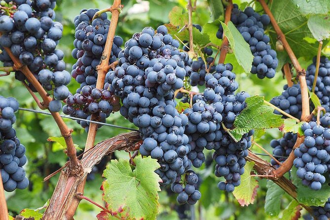 Provence Organic Wine Tasting Half Day Tour from Nice - St-Paul-de-Vence in one hour: art town energy, tight timing