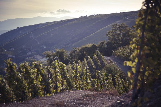 Rhône Valley Wine Tasting Private Day Tour from Lyon - Key things to know before you go