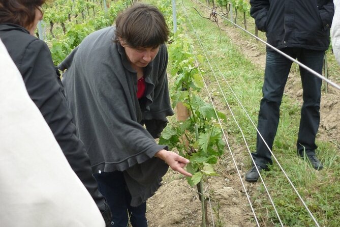 Saint-Émilion: 2 hours - Visit of the vineyard, the cellar and tasting - Price and value: what $30.04 gets you