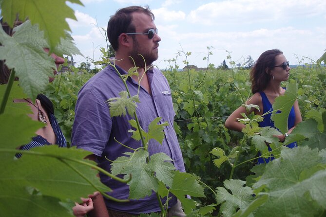 Saint-Émilion: 2 hours - Visit of the vineyard, the cellar and tasting - Inside the winery: production steps you can picture