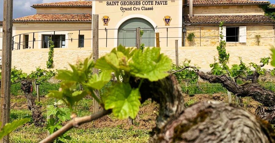 Saint-Émilion: Bordeaux Vineyard Tour and Wine Tasting - Who should book this Bordeaux vineyard tour