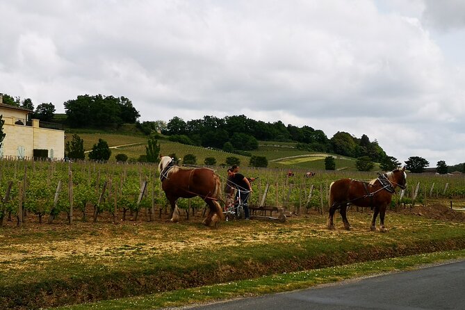 Saint Emilion Half-Day Trip with Wine Tasting & Winery Visit from Bordeaux - The château stop: what the tasting experience is really like