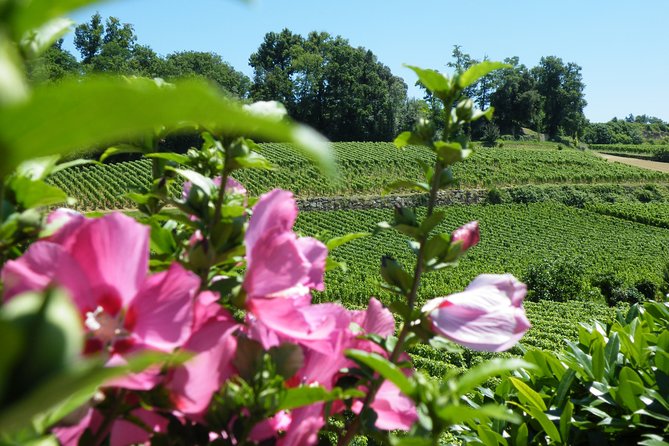 Saint Emilion Wine Tour Tasting Half Day from Bordeaux - What you’re really paying for (and where the value comes from)