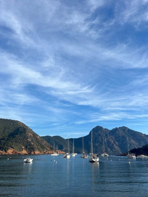 Scandola, Piana & Girolata - Wildlife spotting: what you should do in the moment