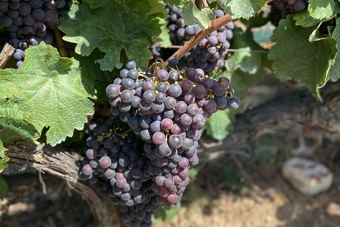 Small Group Guided E-bike Tour in Nice's Organic Vineyard - Safety brief that actually matters, even on e-bikes