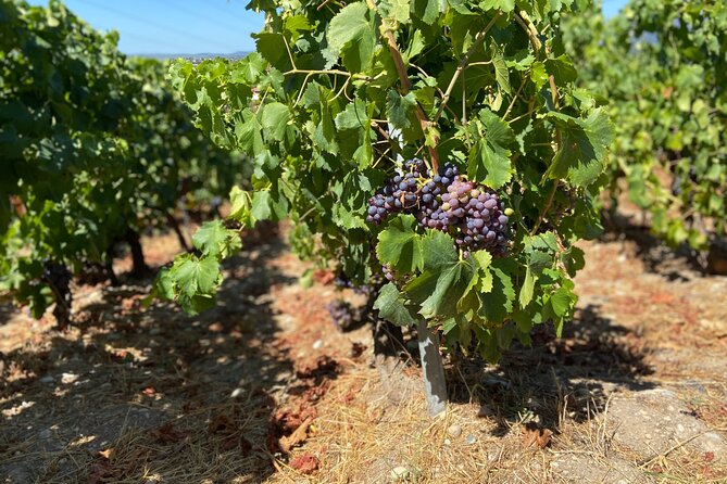 Small Group Guided E-bike Tour in Nice's Organic Vineyard - Price and value: what you’re really paying for
